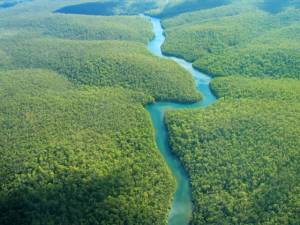 Китай или коровы – кто погубит леса Амазонии?