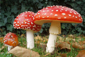 Психологические эффекты мухомора